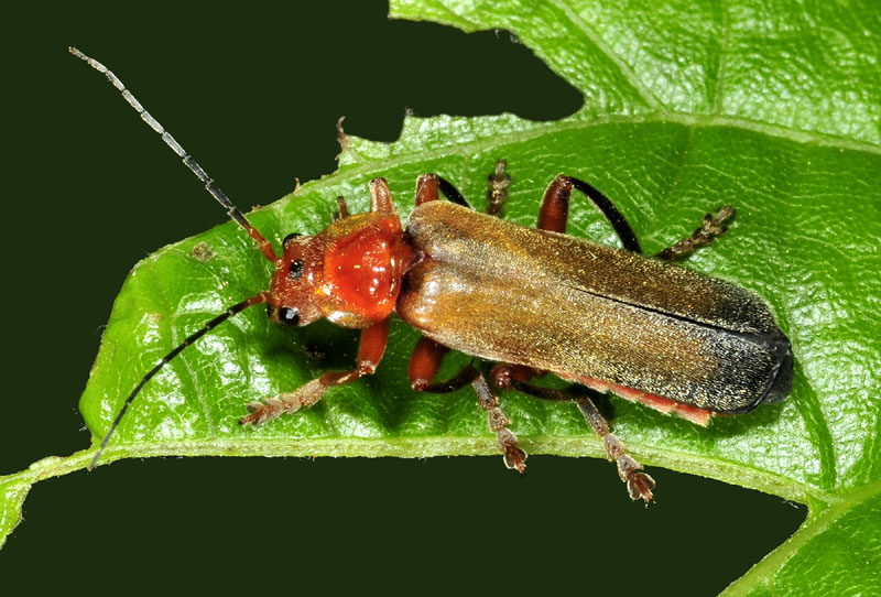Cantharidae: Cantharis livida